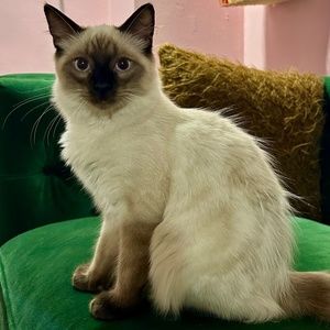 Meet your Posher, Nancy